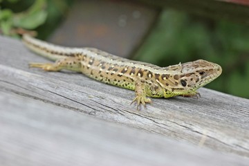 Weibliche Zauneidechse (Lacerta agilis) sonnt sich auf Ruhebank