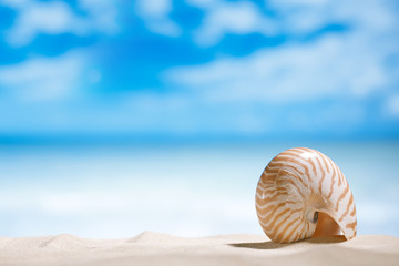 nautilus shell  with ocean , beach and seascape, shallow dof