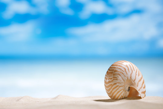 nautilus shell  with ocean , beach and seascape, shallow dof
