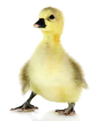 Little duckling isolated on white