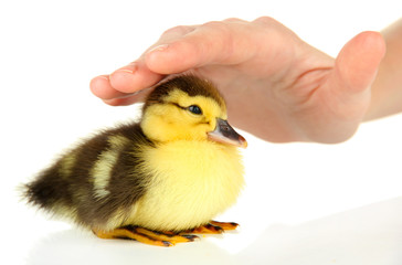 Hand with cute duckling, isolated on white