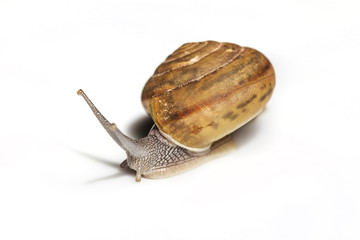 Snail