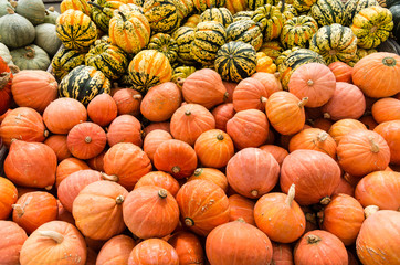 Carnival and golden nugget squash
