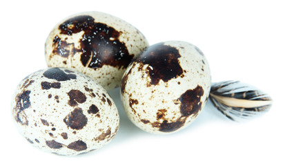 Fototapeta premium Quail eggs isolated on white