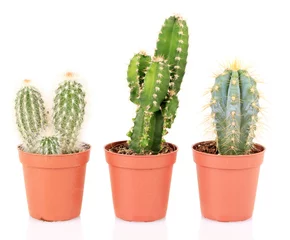 Türaufkleber Kaktus im Topf Sammlung von Kakteen, isoliert auf weiß