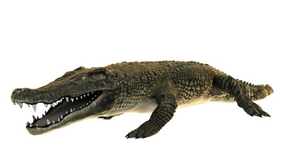 Naklejka premium ワニ