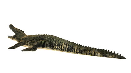 Fototapeta premium ワニ