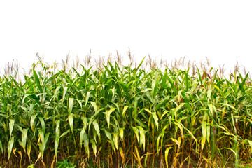 A green field of corn growing up