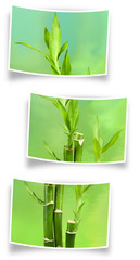 bambou en photos