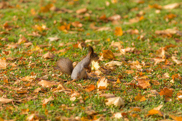 autumn squirrel