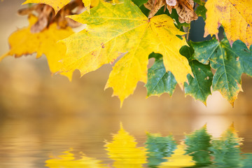 autumn leaves, reflecting in water
