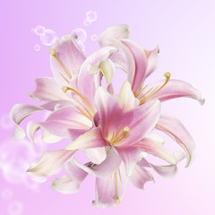 Obraz na płótnie Canvas Beautiful flower card.Pink Lily