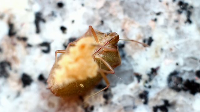Bug tries to turn over , Cimex lectularius
