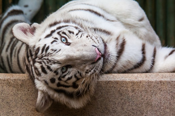 Relaxing white tiger © rebius