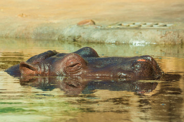 Fototapeta premium Hippo relaxing in water