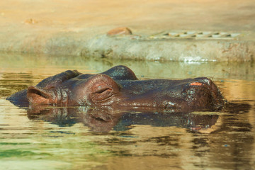 Hippo relaxing in water