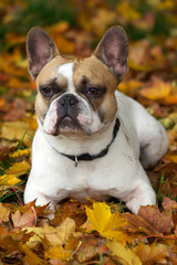 Naklejka premium French Bulldog, Französische Bulldogge, Bouledogue