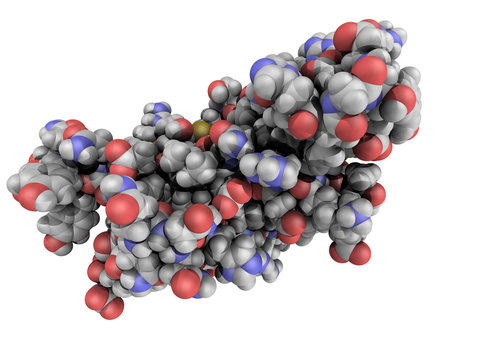 Chemical Structure Of A Human Prion Protein Molecule (hPrP)