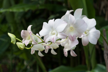 Beautiful Orchid Panicle