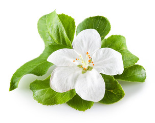 apple blossom isolated on white