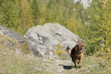 german shepard while running to you