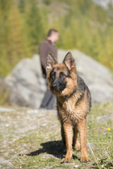german shepard while looking at you