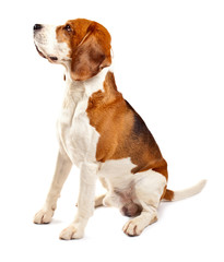 beagle  on white