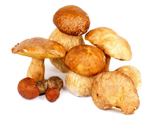 Forest Mushrooms