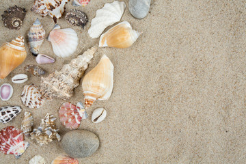 Fototapeta na wymiar sea shells on sand and empty space for your text