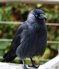 Close up of a Western Jackdaw