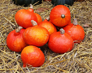 Ripening Pumpkins