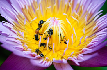 bug in the flower