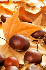 chestnuts