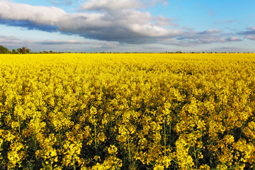 Obraz premium Canola Yellow field