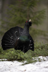 Capercaillie, Tetrao urogallus