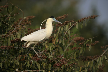 Capped heron, Pilherodius pileatus,