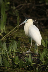 Capped heron, Pilherodius pileatus,