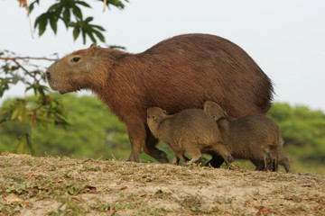 Capybara, Hydrochoerus hydrochaeris