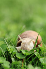 Snail. Helix pomatia.