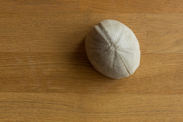 Fossilized sea urchin