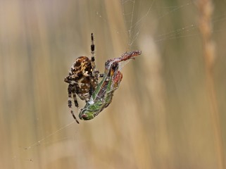 Heidegrashüpfer (Stenobothrus lineatus) in misslicher Lage...