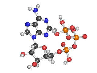 Adenosine triphosphate (ATP) energy transport molecule, chemical