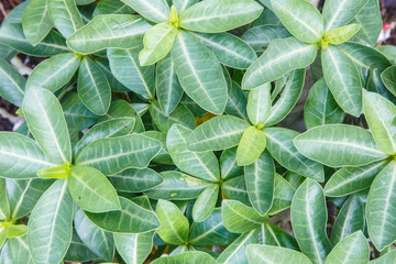 Top view of adenium leaf