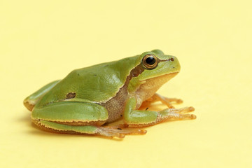 Tree frog (Hyla arborea)