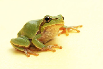 Tree frog (Hyla arborea)