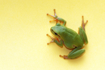 Tree frog (Hyla arborea)