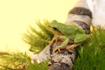 Tree frog (Hyla arborea)