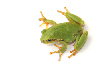 Fototapeta premium Tree frog (Hyla arborea)