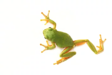 Acrylic prints Frog Tree frog (Hyla arborea)