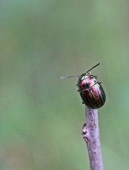 Regenbogen-Blattkäfer (Chrysolina cerealis) auf Zweig © Schmutzler-Schaub